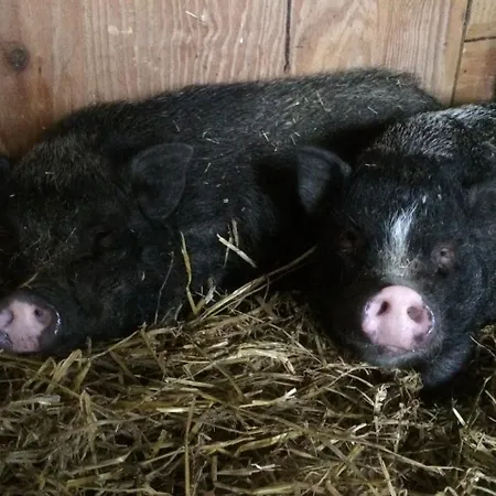Domek alpejski Camping 't Geuldal Meerssen
