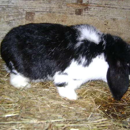 Domek alpejski Camping 't Geuldal