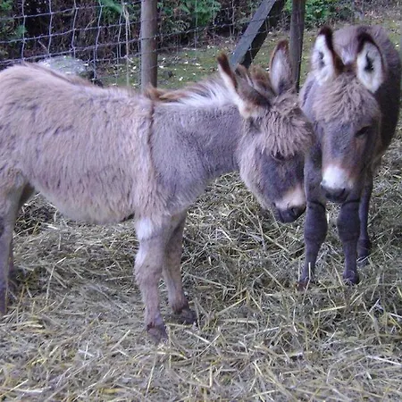 Camping 't Geuldal Domek alpejski Meerssen