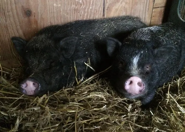 Chalet Camping 't Geuldal Meerssen