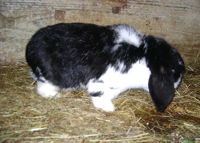 木屋 Camping 't Geuldal