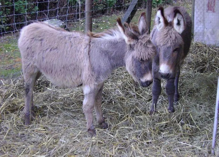 Camping 't Geuldal 木屋 米尔森